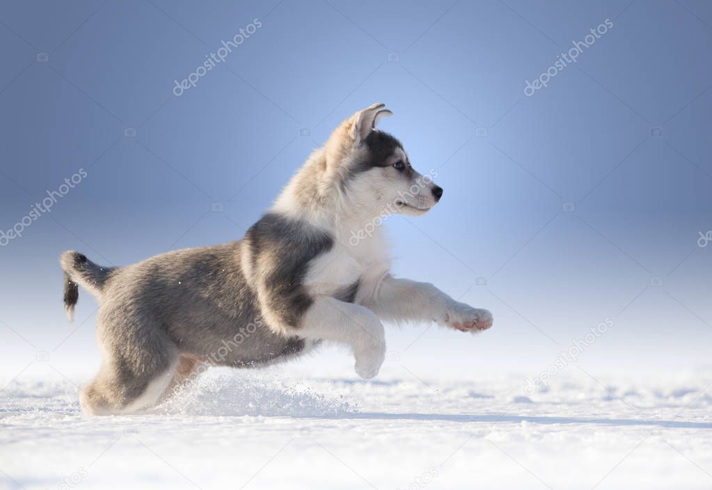 Puppy of Siberian husky jumps in the snow on the blue background