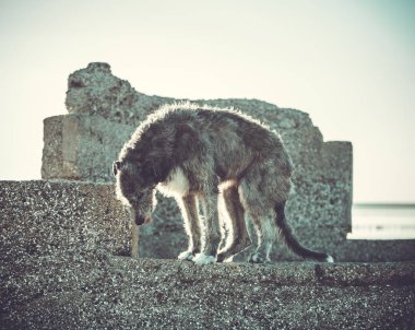 Büyük gri köpek ileri gri çimen çalışır.