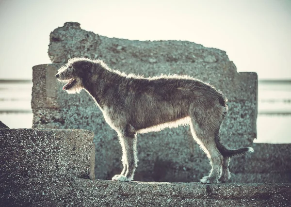 Gran perro gris corre hacia adelante a través de la hierba gris . —  Fotos de Stock