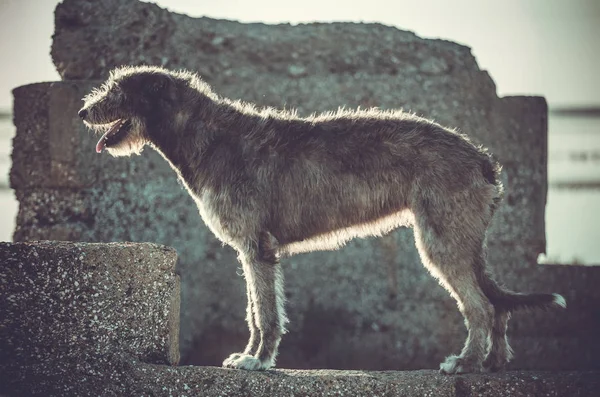 Gran perro gris corre hacia adelante a través de la hierba gris . —  Fotos de Stock