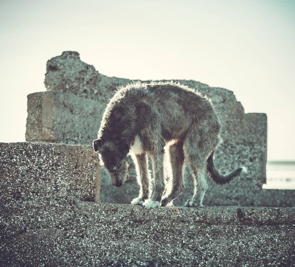 Velký šedý pes běží dopředu přes šedá tráva. — Stock fotografie