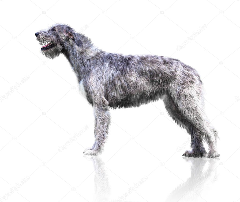 Big grey dog lies isolated on white background