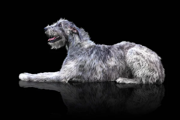 Великий сірий собака лежить ізольовано на чорному тлі — стокове фото