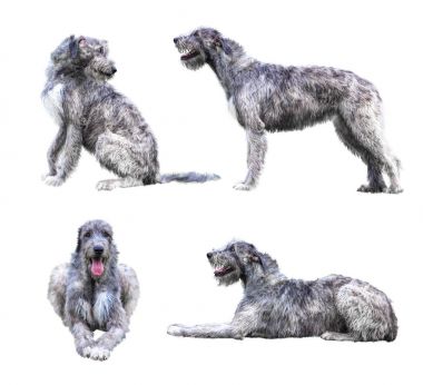 Set of the giant grey dogs isolated on white background clipart