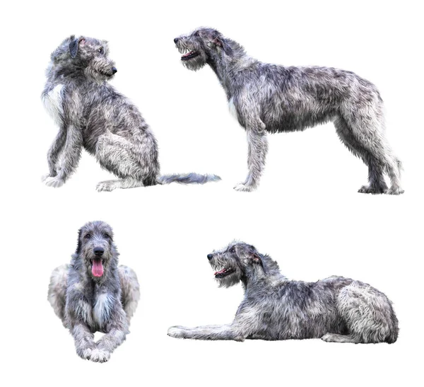 白い背景に分離された巨大な灰色の犬のセット — ストック写真
