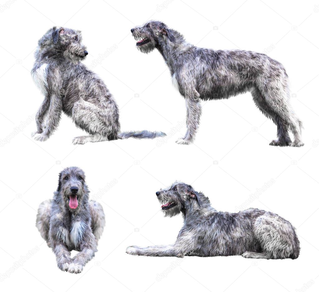 Set of the giant grey dogs isolated on white background