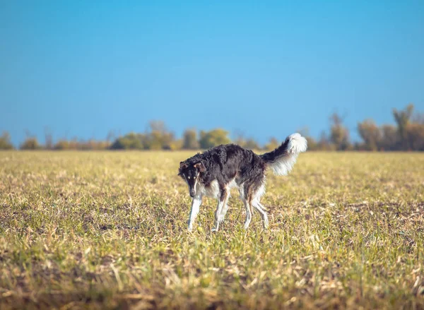Μεγάλο μαύρο και μαύρισμα wolfhound στο πεδίο — Φωτογραφία Αρχείου