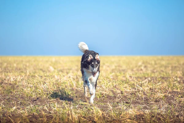 Grande preto e tan wolfhound corre no campo — Fotografia de Stock