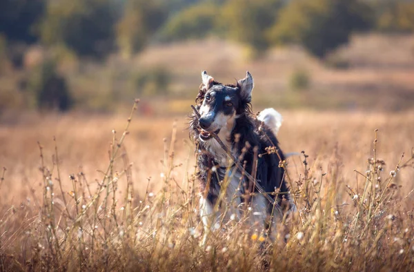 Grande preto e bronzeado lobo cão rói um pau no campo — Fotografia de Stock