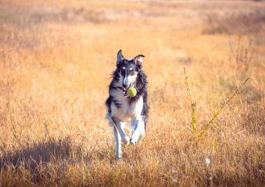 Büyük siyah ve tabaklamak wolfhound alanında