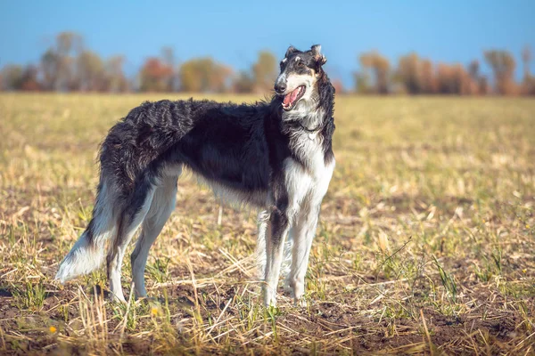 Grande negro y bronceado wolfhound permanece en el campo —  Fotos de Stock