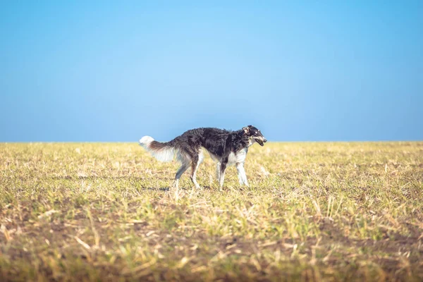 Grande preto e tan wolfhound fica no campo — Fotografia de Stock