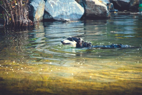 Μεγάλο μαύρο σκύλο κολύμπι σε το στο νερό — Φωτογραφία Αρχείου