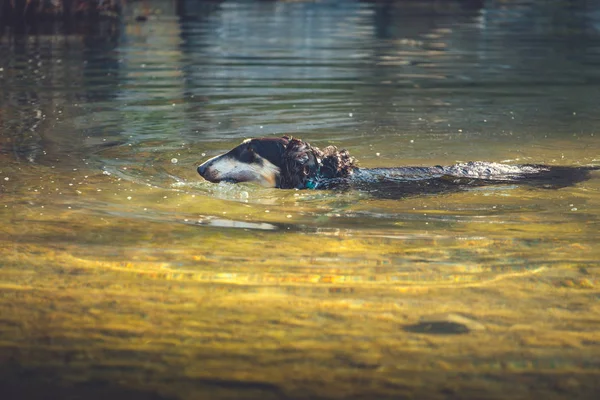 Grande cane nero che nuota in acqua — Foto Stock