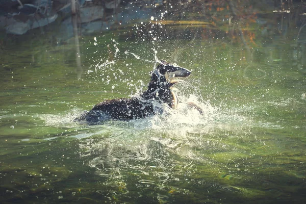 Великий чорний собака плаває через бризки води — стокове фото