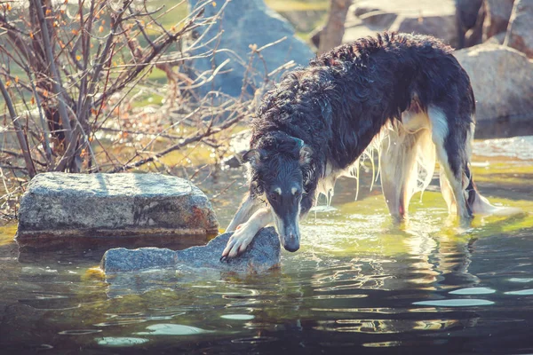 Gran perro negro se encuentra en las rocas en el agua —  Fotos de Stock