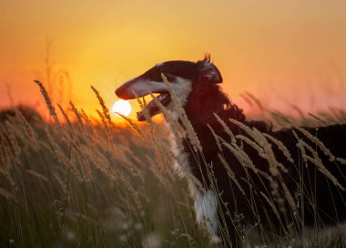 Spikelets gün batımı arka plan üzerinde siyah Rus tazı portresi