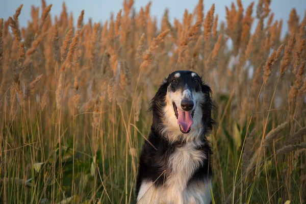 Porträt des schwarzen russischen Hundes auf dem Stacheldraht-Hintergrund zur Abendzeit — Stockfoto