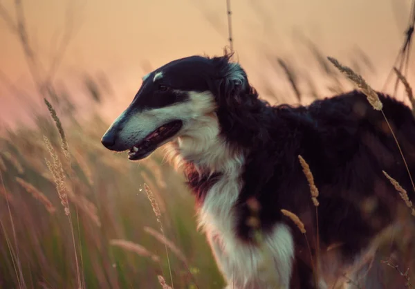 Retrato do cão russo preto nas espiguetas à noite — Fotografia de Stock