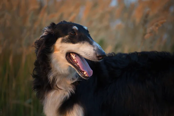 Porträt des schwarzen russischen Hundes auf dem Stacheldraht-Hintergrund zur Abendzeit — Stockfoto