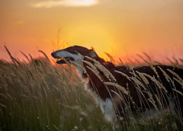 Retrato do cão russo preto nas espiguetas no fundo do pôr-do-sol — Fotografia de Stock