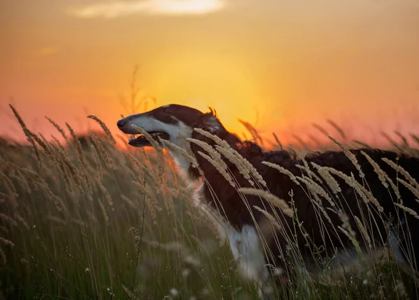 Ritratto del segugio russo nero nelle spighette sullo sfondo del tramonto — Foto Stock