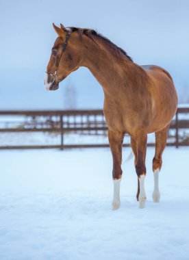 Karda beyaz bacaklar ile altın at kalır