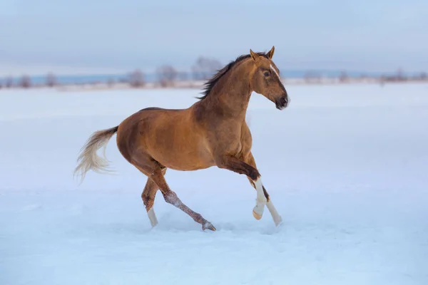 Cavalo de ouro com pernas brancas corre na neve no fundo do céu — Fotografia de Stock