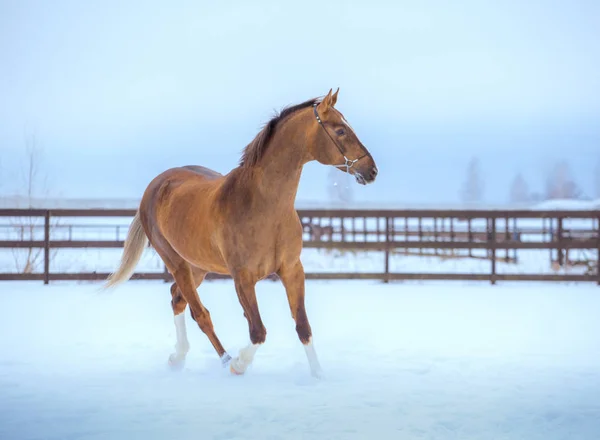 Cavalo dourado com pernas brancas corre na neve — Fotografia de Stock