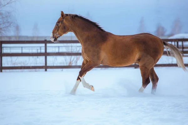 Golden horse with white legs runs in snow in paddock — Stock Photo, Image