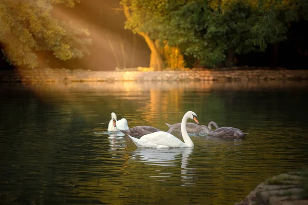 Cisnes brancos e cinzentos flutuando na lagoa com a água verde escura — Fotografia de Stock
