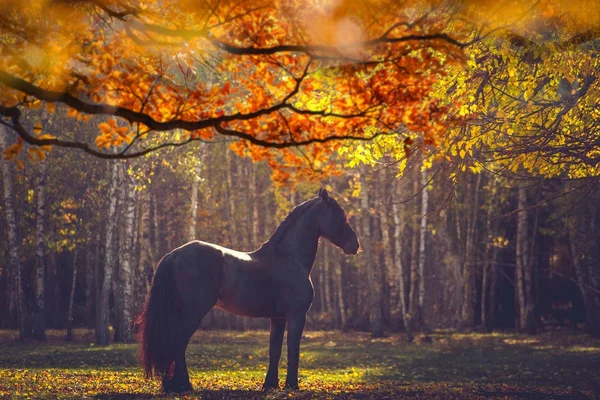 Big black horse in the autumn forest — Stock Photo, Image
