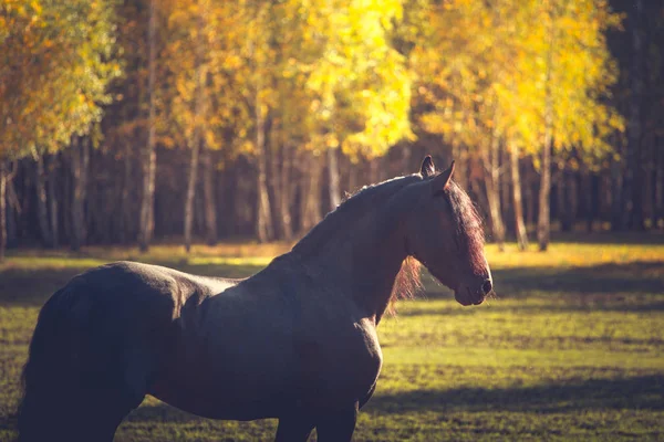 Portrait of the black Friesian horse on the autumn nature background — Stock Photo, Image