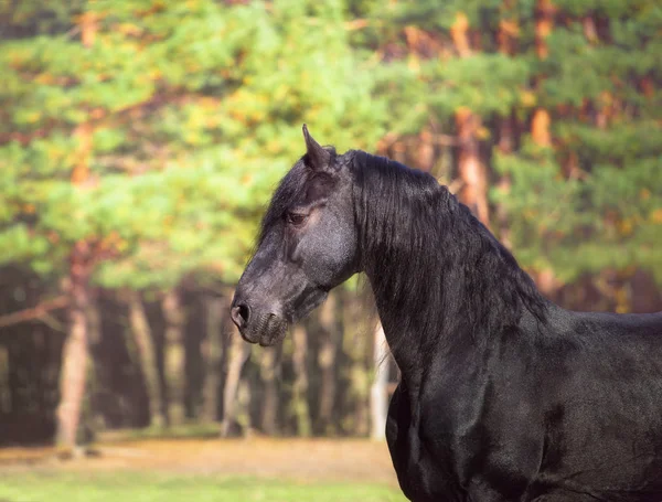 Портрет черной фризской лошади на фоне осени — стоковое фото