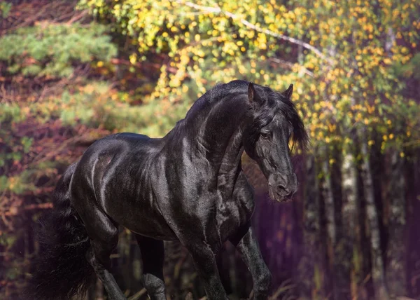 Retrato del caballo frisón negro sobre el fondo de la naturaleza otoñal — Foto de Stock