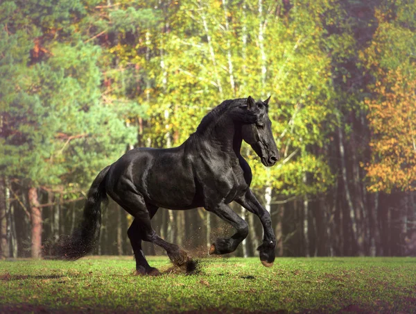 Grande preto Friesian cavalo corre no fundo da floresta — Fotografia de Stock