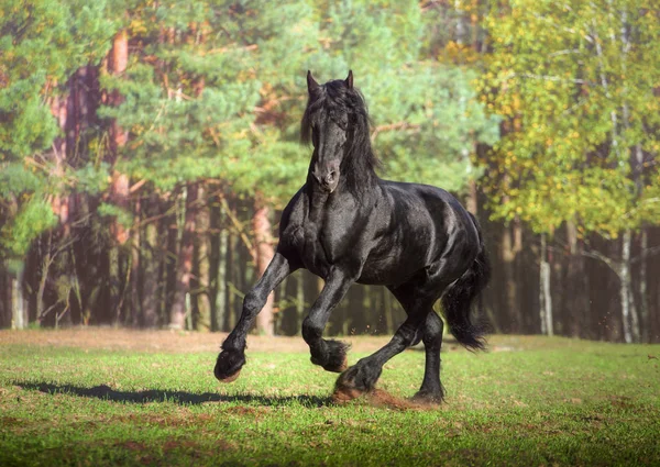 Большая чёрная лошадь бежит по лесу — стоковое фото