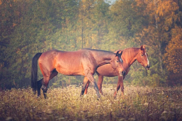 Dos caballos rojos pastan en otoño — Foto de Stock