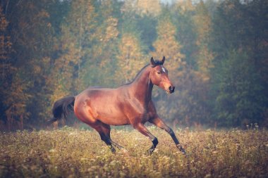 Defne at sonbaharda ağaçlar arka plan üzerinde dörtnala