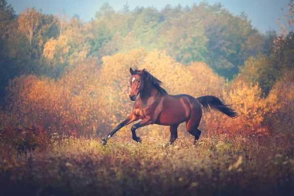 Caballo de la bahía galopando en el fondo de los árboles en otoño — Foto de Stock