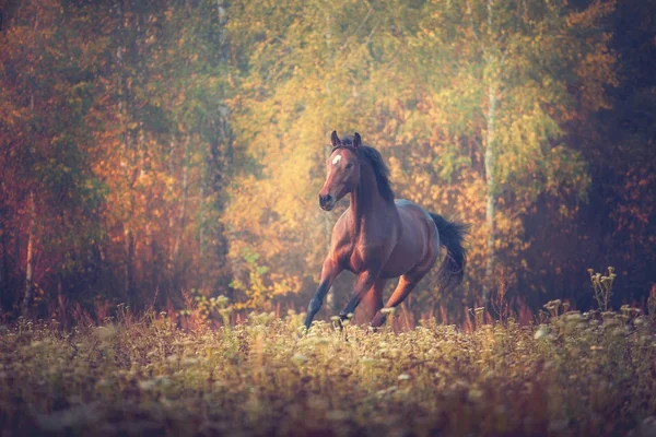 Caballo de la bahía galopando en el fondo de los árboles en otoño — Foto de Stock