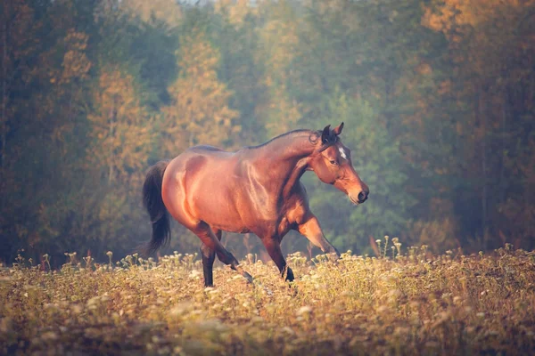 Koń gniady galopujący na tle drzew jesienią — Zdjęcie stockowe