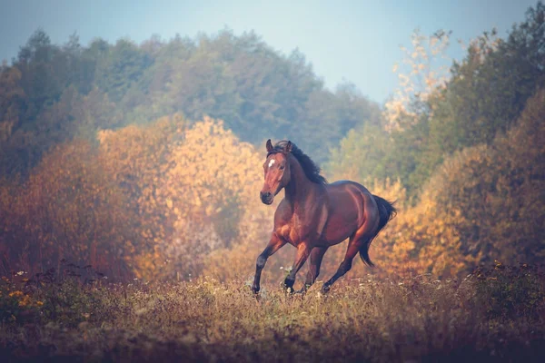 Bay horse galloping on the trees background in autumn — Stock Photo, Image