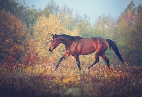 Koń gniady galopujący na tle drzew jesienią — Zdjęcie stockowe