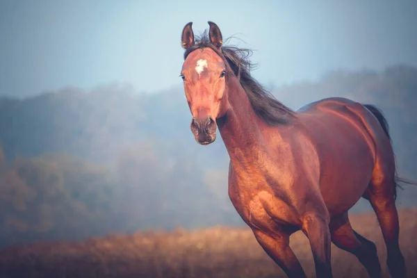 Portrait of the bay horse galloping on the trees background in autumn — Stock Photo, Image