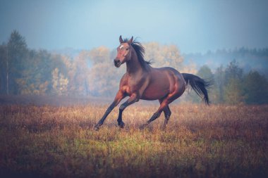 Defne at sonbaharda ağaçlar arka plan üzerinde dörtnala