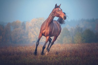 Defne at sonbaharda ağaçlar arka plan üzerinde dörtnala