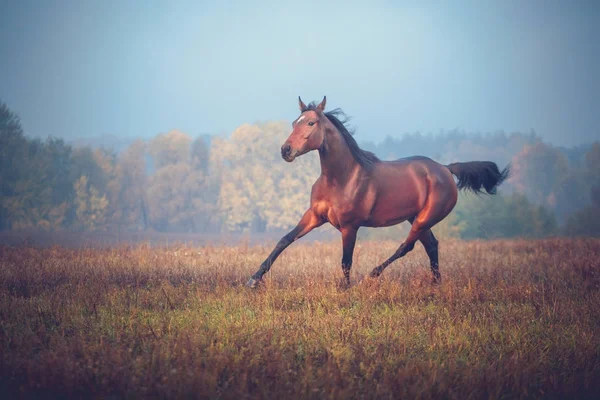 Bay horse galloping on the trees background in autumn — Stock Photo, Image