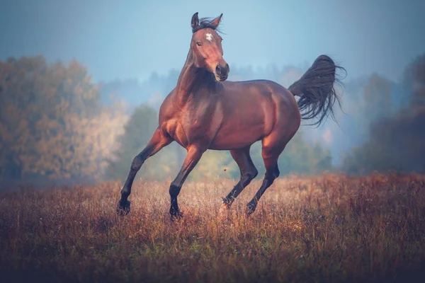 Κόλπο άλογο που καλπάζει στο φόντο δέντρα το φθινόπωρο — Φωτογραφία Αρχείου