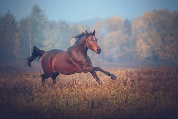 Bay horse galloping on the trees background in autumn — Stock Photo, Image